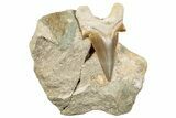 Large Otodus Shark Tooth Fossil in Rock - Morocco #273640-1